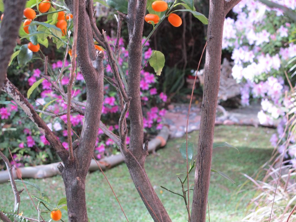 Bed and Breakfast La Casona De Grace Olivos Exteriér fotografie